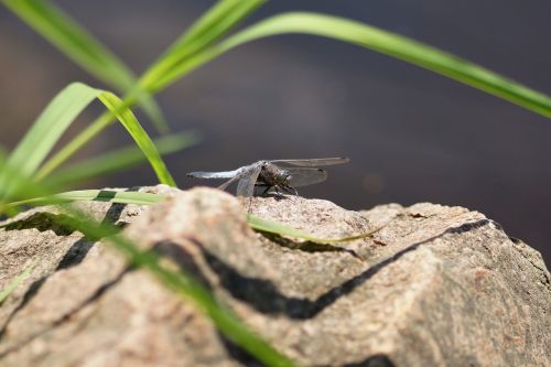 stone dragonfly bank