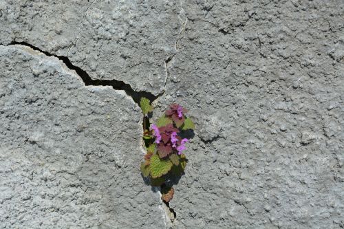 stone nature plant