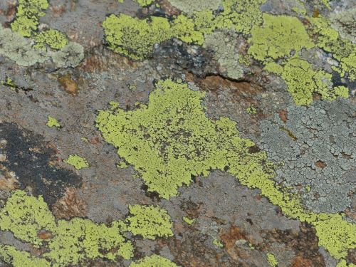 stone lichen rock lichen
