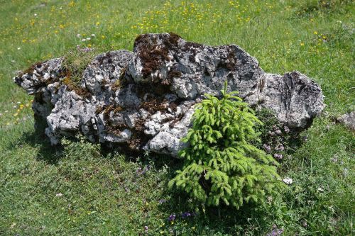 stone limestone rock
