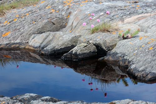 stone puddle flower