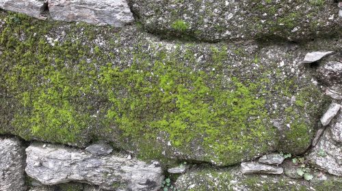 stone wall moss