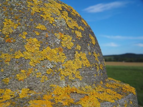 stone moss nature