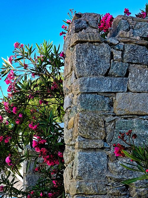 stone flower plant