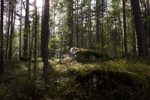 stone  forest  tree