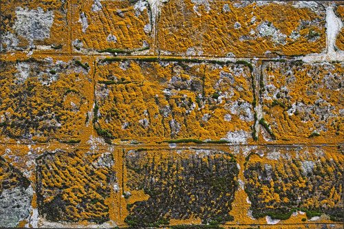 stone  wall  moss