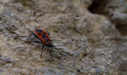 stone  beetle  insect
