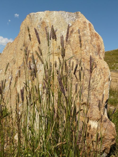 stone grass grasses