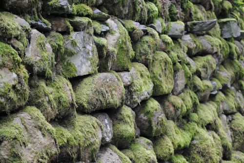 stone moss green