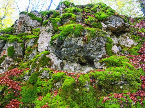 stone moss bemoost