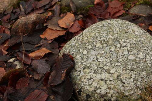stone leaf brown