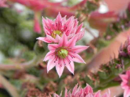 stone crop flower pink