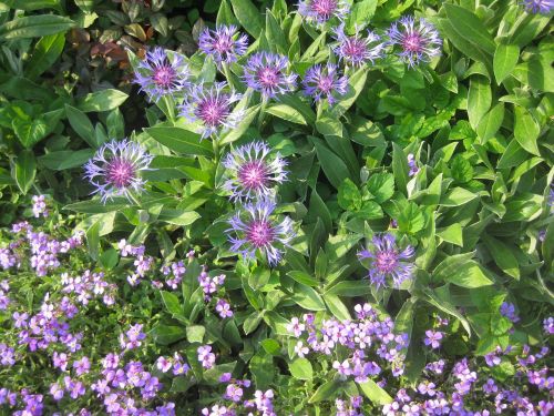 stone crop flower blossom