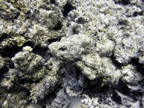 stone fish camouflage diving