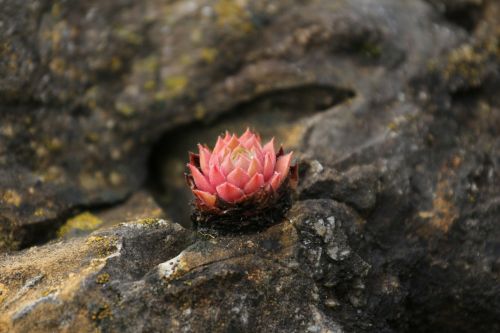 stone garden flower dry