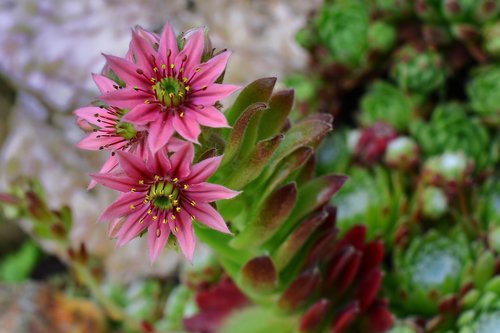 stone garden  houseleek  blossom