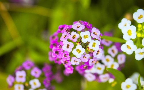 stone herb  flower  flowers