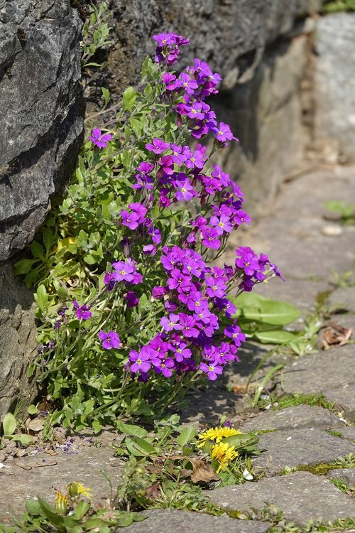 stone herb  violet  dandelion
