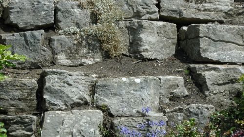 Stone Rock Wall With Fauna