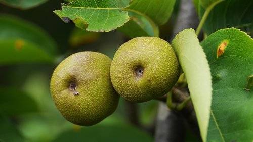 stone ship  fruit  leaf