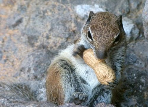 stone squirrel nature animal