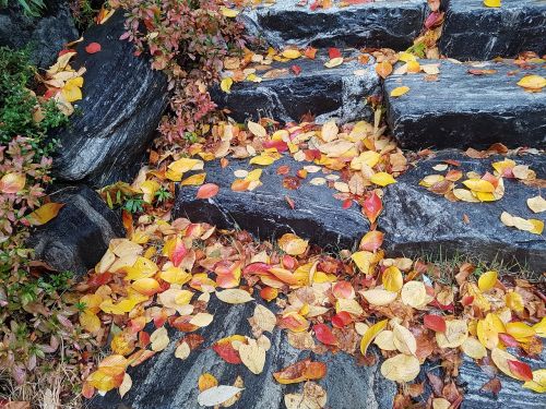 stone steps leaves autumn leaves