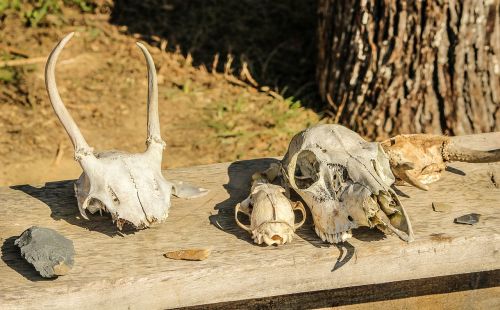 stone tools skulls bones