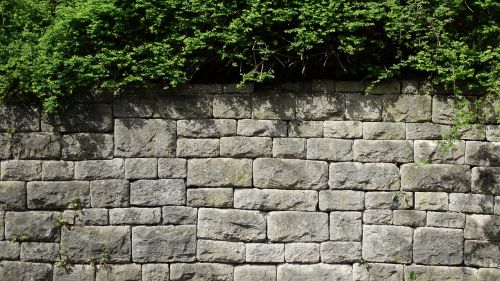 stone wall plant nature