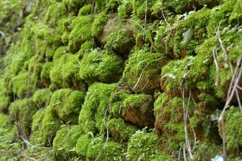 stone wall moss wall