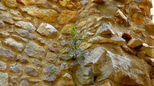stone wall wall wallflower