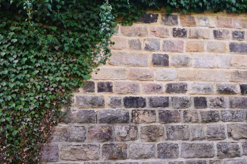 Stone Wall And The Ivy