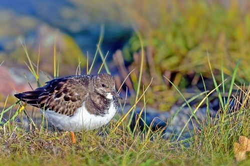 stone waltz waders birds