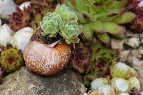 stone wurz  garden  snail shell