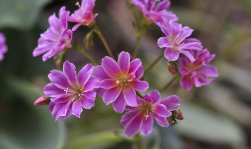 stone wurz blossom bloom