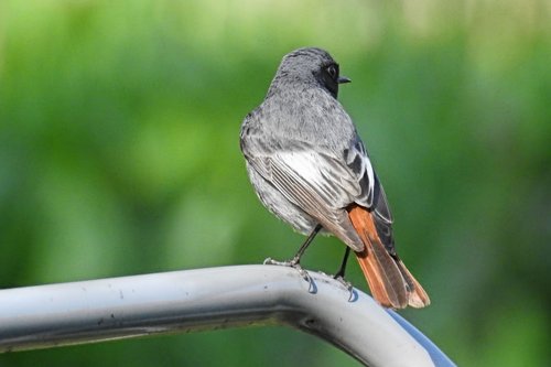 stonechat  songbird  bird