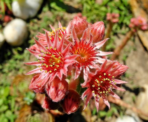 stonecrop flower sempervivum