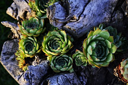 stonecrop petals plant