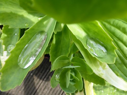 stonecrop plant leaves