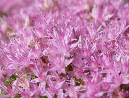 stonecrop filigree pink flowers
