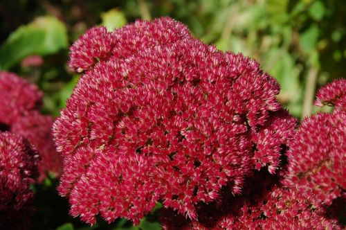 stonecrop garden plant flowers