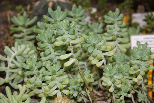 stonecrop  sedum rubrotinctum  plant