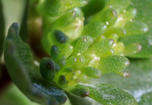 stonecrop  macro  succulent