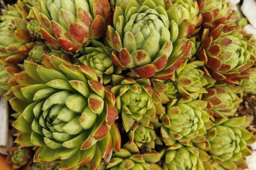 stonecrop  flower  nature