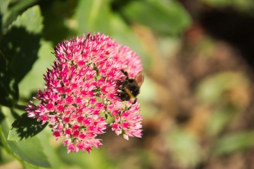 stonecrop autumn joy bee