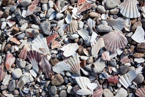 stones mussels beach