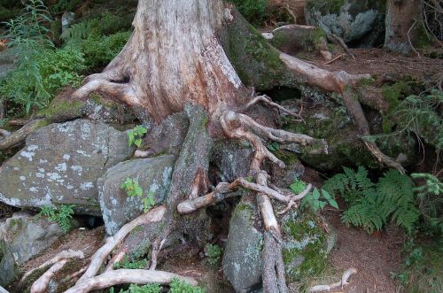 stones root nature