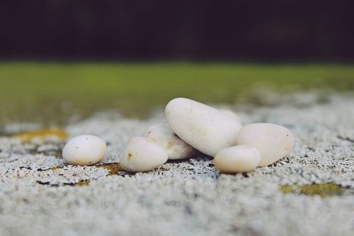 stones pebble moss