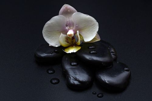 stones black orchid