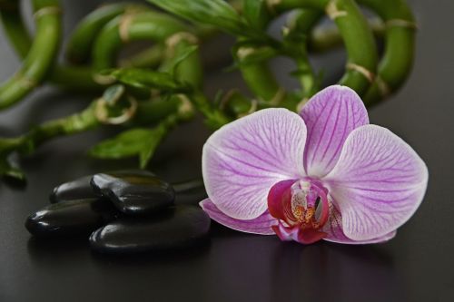 stones black orchid