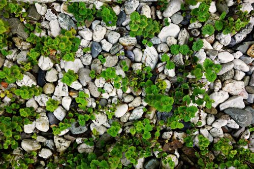 stones pebbles plants
